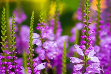 Violet Flowers Wallpapers HD Pictures