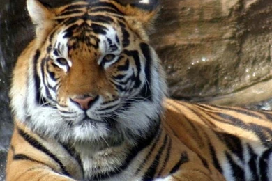 LSU Tiger iPhone Wallpapers