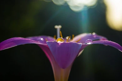 Flowers Wallpapers   WallpaperLayer.com