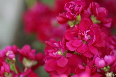 Individual Flowers Photography   Red Violet   Viol   Flower ...