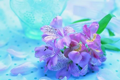 Flowers Violet Violet Flowers – Nature Flowers HD Desktop Wallpapers