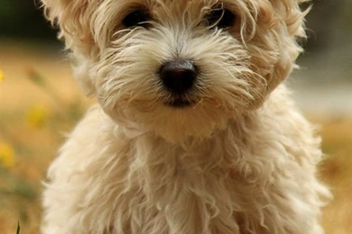 Cute Puppy In Autumn iPhone Wallpapers