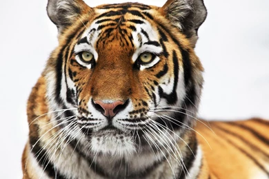 Tiger Computer Wallpapers Desktop Backgrounds 1920×1080 Id 191083 ...
