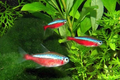 Freshwater Fish (id: 63715) – BUZZERG