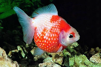 Freshwater Fish Wallpapers – Wallpapers