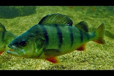 Unique Freshwater Fish (id: 26564) – BUZZERG