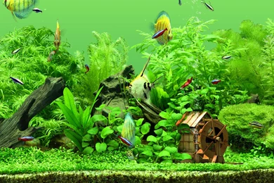 Aquarium Wallpapers