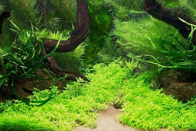 Mini Aquarium Creative Design Wallpapers 5 － Plant Wallpapers ...