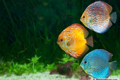 Underwater – SeaWorld In 25 HQ JPGs Pictures • Elsoar