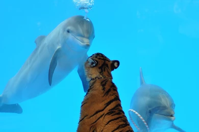 Freshwater Dolphin Fish   Wallpaper.