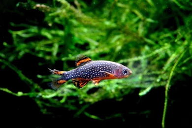 Freshwater Aquarium Wallpapers Hd