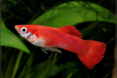 Top Guppy Fish Picture Wallpapers