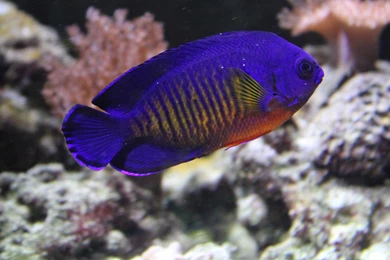 Wallpaper: Dwarf Angelfish, Angelfish, Beauty, Freshwater Fish ...