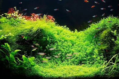 Setting Up A Fish Tank With Live Plants