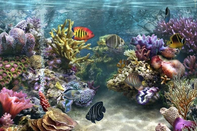 Aquarium Wallpapers