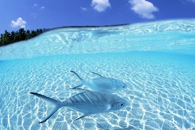 HD Wallpaper Backgrounds Http://bigbackground.