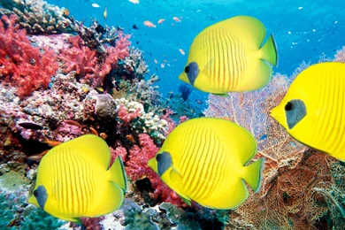 Pictures Of Freshwater Tropical Fish On Animal Picture Society