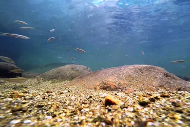 Freshwater Fish Wallpapers Wallpapers