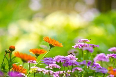 Tuttleman Counseling Services