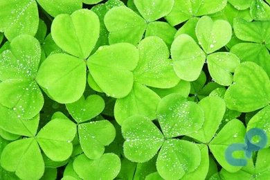 Download Windows 8 Consumer Preview Wallpapers Pack [Leaked]