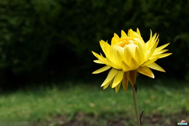 High Resolution Images Collection (32+)