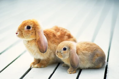 Free Computer Desktop Wallpapers