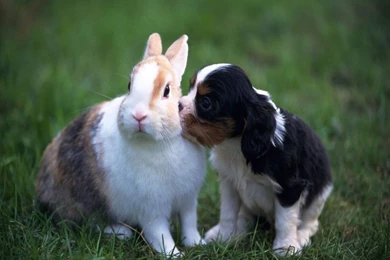 Free Computer Desktop Wallpapers