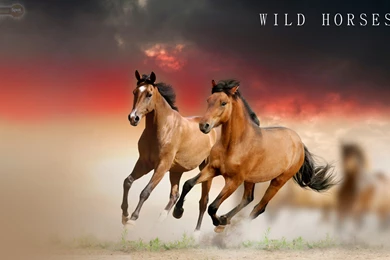 Horse Wallpapers « Animal Spot
