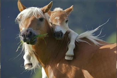 Beautiful Wallpapers: Wild Horses Wallpapers