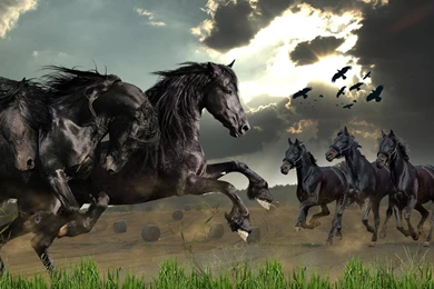 Wild Horses Live Wallpapers APK Download   Free Personalization APP ...