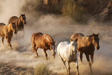Beautiful Wallpapers: Wild Horses Wallpapers