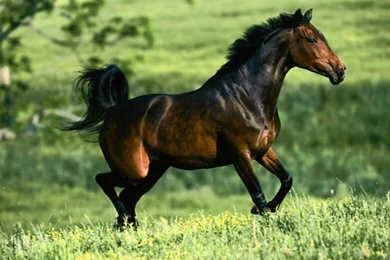 Wild Horses Wallpapers   Wallpapers Cave