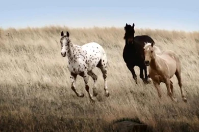 Wild Horses Wallpapers Ahd Images