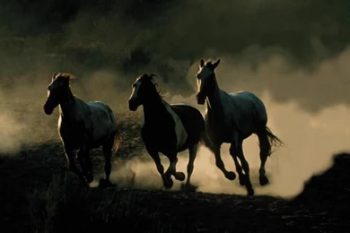 Wild Horses HD Wallpapers