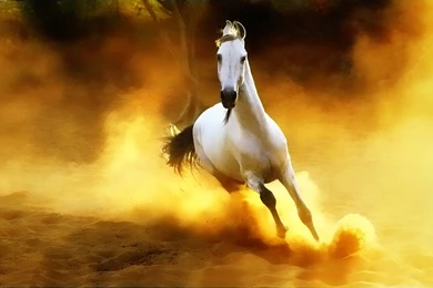 Beautiful Wallpapers: Wild Horses Wallpapers