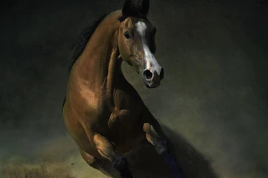 Wallpapers Wild Horse Live Chat By Liveperson Brown More 1024x768 ...