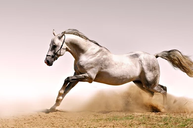 Wallpapers White Horses Wild Horse In High Resolution For Free Get ...