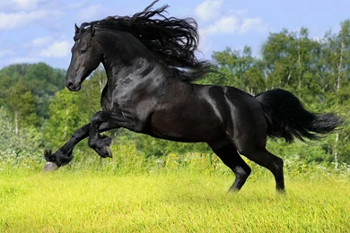 Wild Horse wallpaper 29.jpg