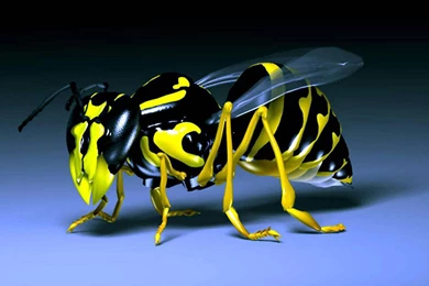 Bee Insect 3d Wallpaper HD Dual Monitor Backgrounds