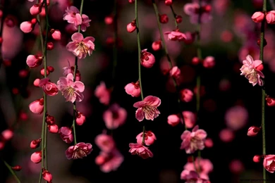 Desktop wallpaper hd 3d full screen flowers 1   HD Widescreen ...