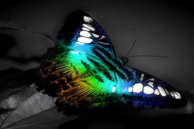 Desktop Hd 3d Butterfly Wallpapers 3d Hd Pictures.