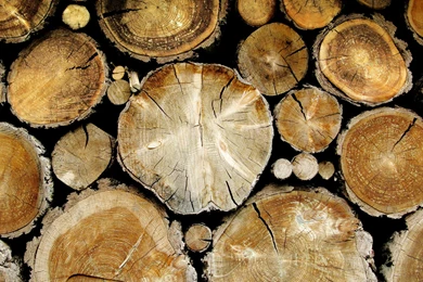 Tree_stumps_wood_nature_1920x1080   Magic4Walls.com