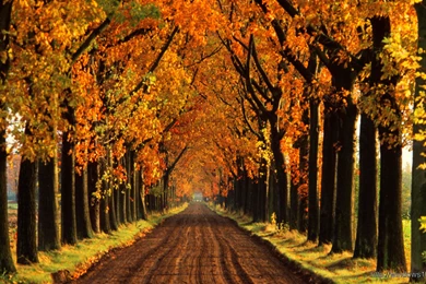 Tree – Windows 10 Wallpapers