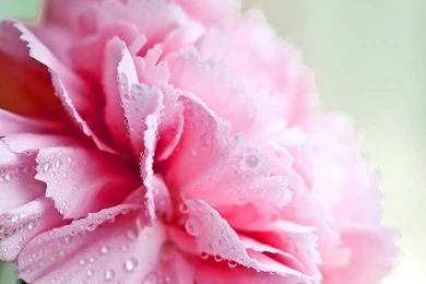 Girly Vintage Desktop Backgrounds