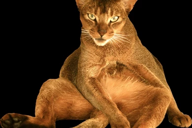 Transparent Backgrounds Cats