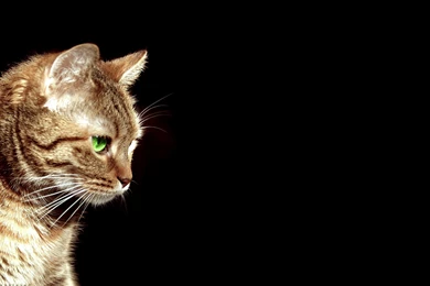 Cute Cats   Seourpicz