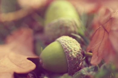 28 Acorn HD Wallpapers