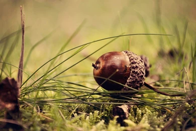 Acorn Wallpapers » WallDevil   Best Free HD Desktop And Mobile ...