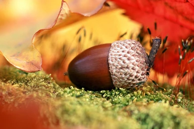 Download Wallpapers 3840x2160 Acorn, Leaves, Fall 4K Ultra HD HD ...