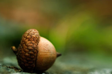 Acorn Earth Close up Brown